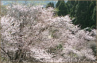 豆桜写真